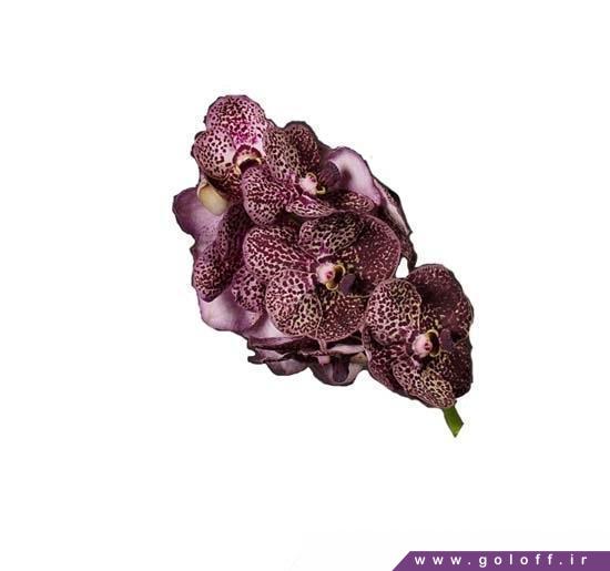 سفارش اینترنتی گل ارکیده وندا دیپ پرپل اسپاتس - Vanda Orchids | گل آف